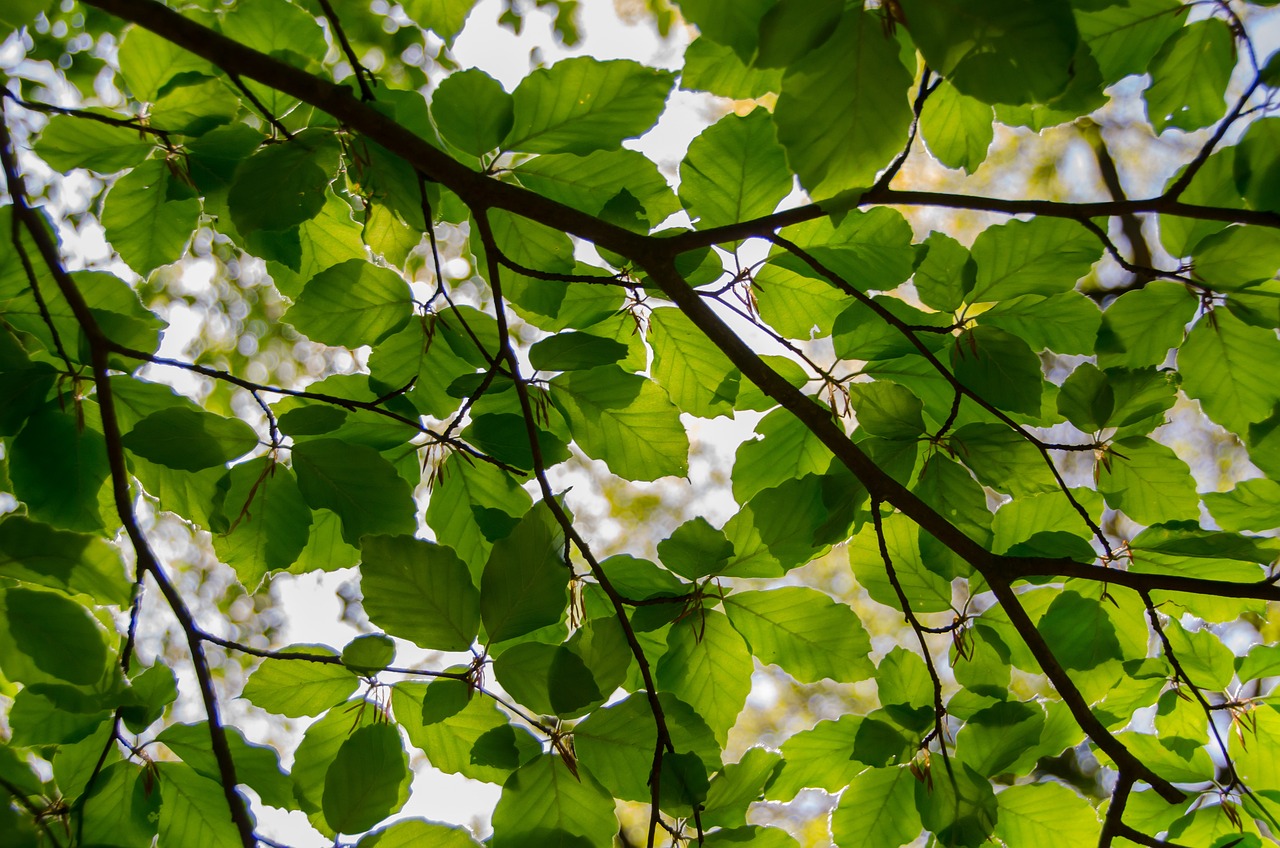 Introduction to Eco-Friendly Green Walls for Urban Spaces